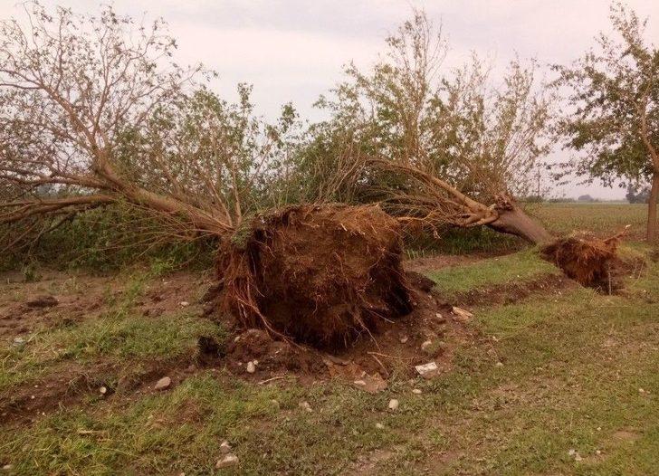 Fırtına Adana’da Ağaçları Kökünden Söktü G3
