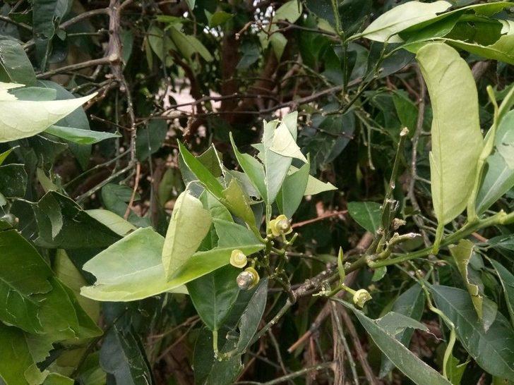 Fırtına Adana’da Ağaçları Kökünden Söktü G4