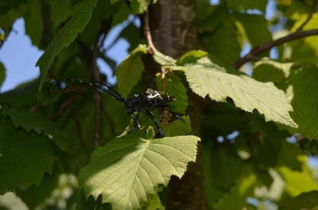 &rsquo;drakula&rsquo;nın Trabzon&rsquo;a Nasıl Geldiği Ortaya &Ccedil;ıktı