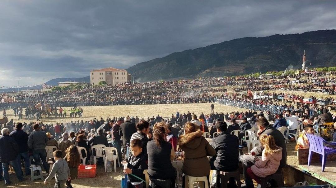 Buharkent&rsquo;te Deve G&uuml;reşlerine B&uuml;y&uuml;k İlgi