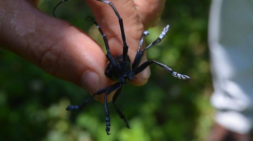 Drakula Tehlikesi Sürüyor