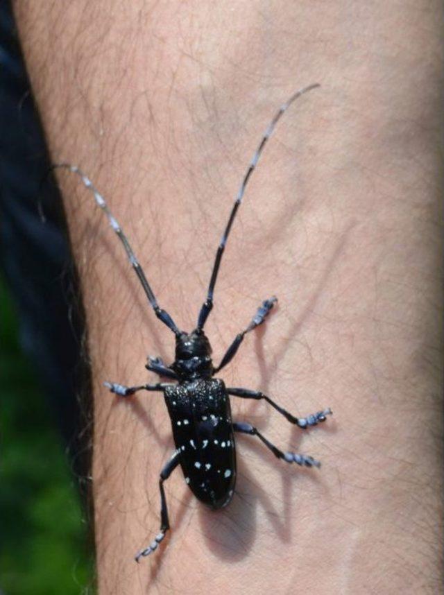 Drakula Tehlikesi Sürüyor 2