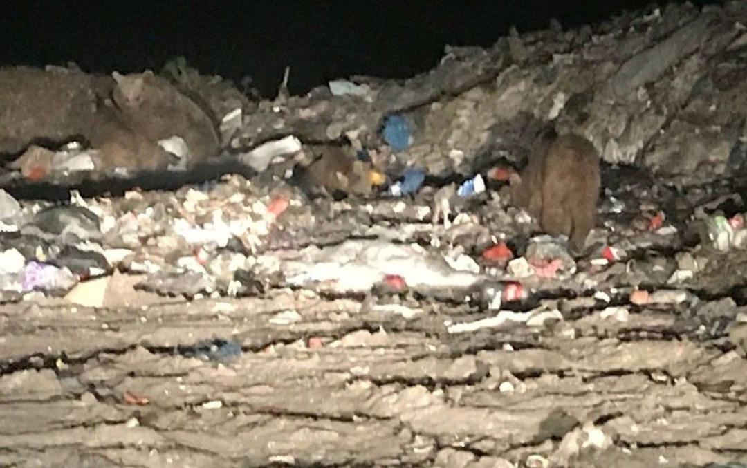 Ayıları G&ouml;rmek İ&ccedil;in Canlarını Tehlikeye Atıyorlar