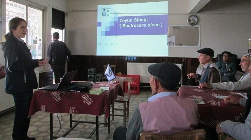 Çine’de Zeytin Üreticileri Hastalıklara Karşı Uyarıldı