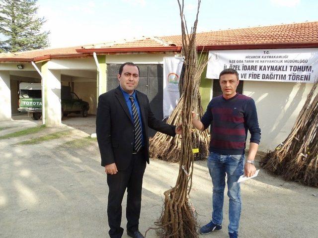 Hisarcıklı Çiftçilere 560 Ceviz Fidanı Dağıtıldı 2
