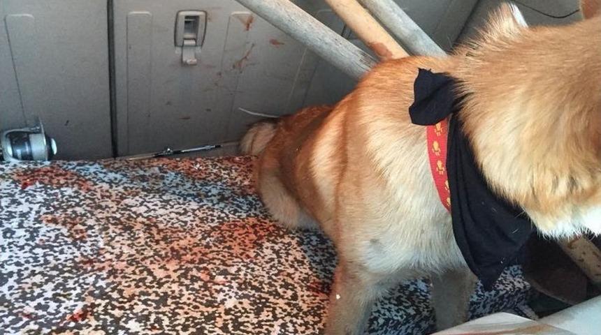 Vicdansız S&uuml;r&uuml;c&uuml; K&ouml;peğe &Ccedil;arpıp Ka&ccedil;tı