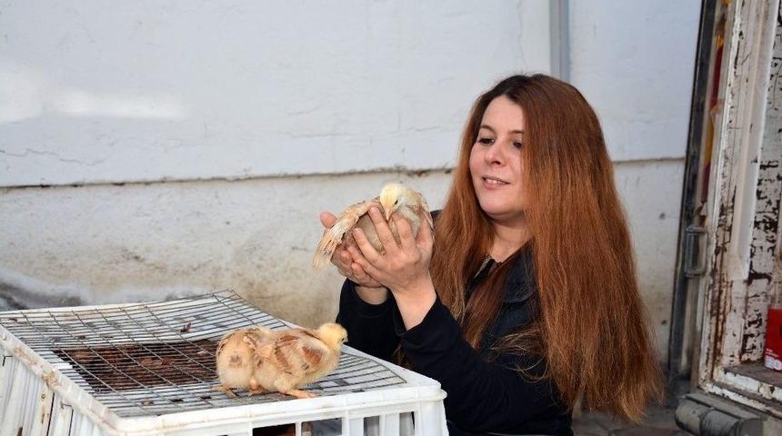 Kabad&uuml;z Ziraat Odası &Ccedil;ift&ccedil;ilere Tavuk Dağıttı