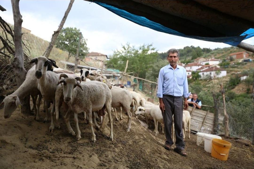 (&ouml;zel) G&ouml;&ccedil;ten Vazge&ccedil;ip Hayvancılığa Başladılar