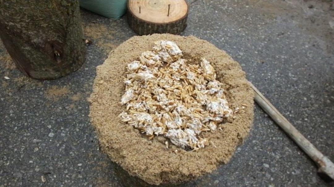 Mantar &Uuml;reticileri Kredi Bekliyor