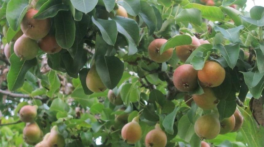 Araban&rsquo;da Armutlar 3 Ay Erken Olgunlaştı