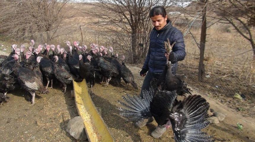 Yılbaşı Hindileri Tezgahtaki Yerini Aldı