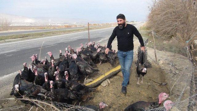 Yılbaşı Hindileri Tezgahtaki Yerini Aldı