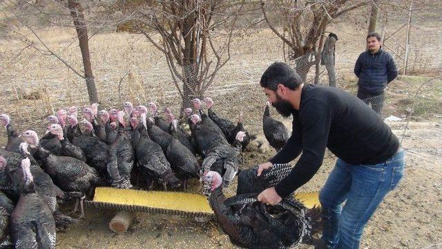 Yılbaşı Hindileri Tezgahtaki Yerini Aldı