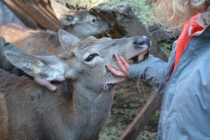 (özel Haber) Umay Ve Midas Doğal Hayatlarına Kavuştu G4