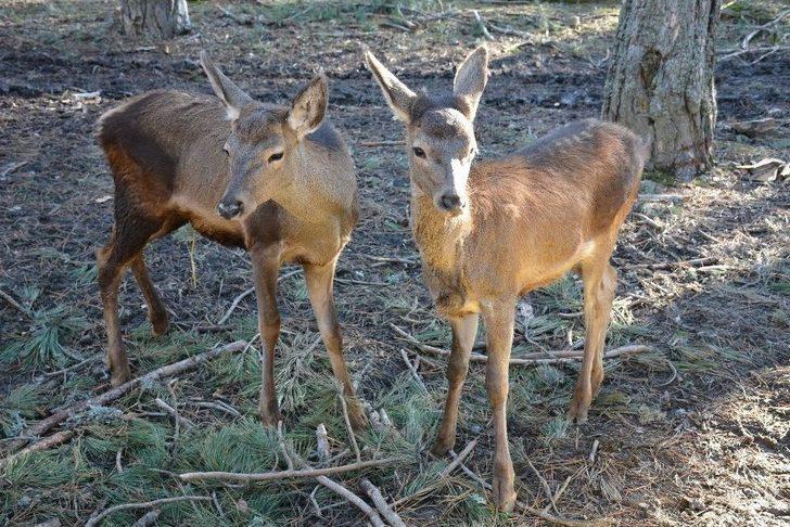 (özel Haber) Umay Ve Midas Doğal Hayatlarına Kavuştu G5