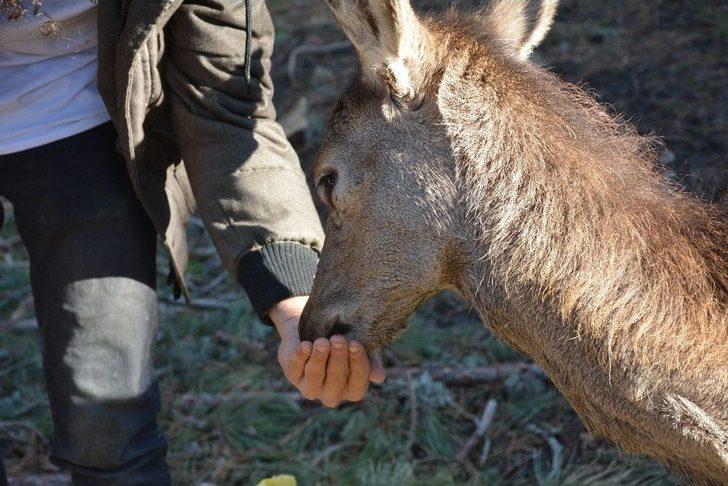 (özel Haber) Umay Ve Midas Doğal Hayatlarına Kavuştu G1