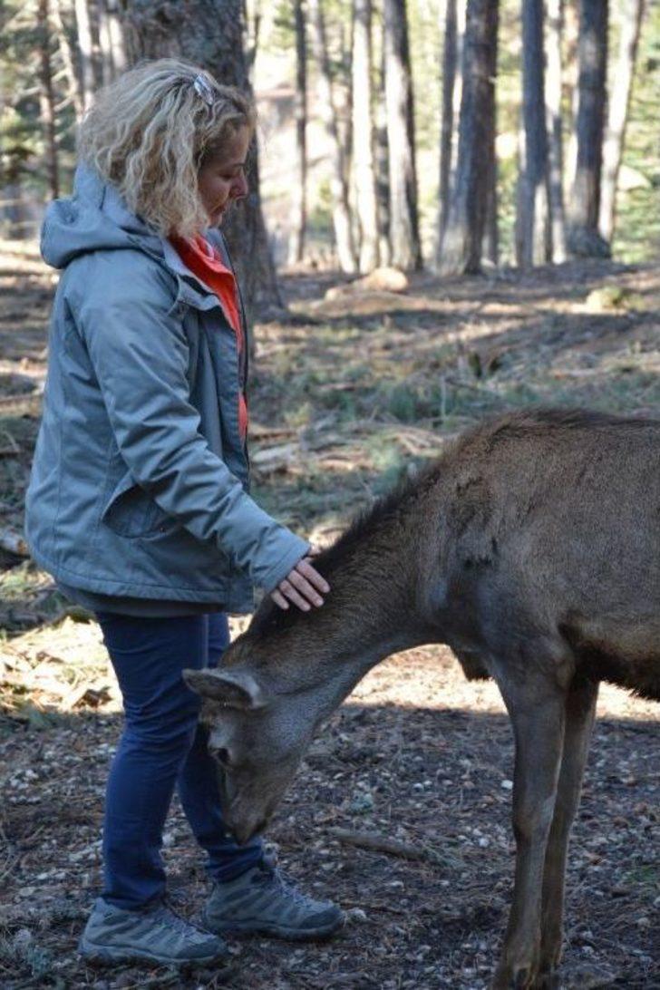 (özel Haber) Umay Ve Midas Doğal Hayatlarına Kavuştu G2