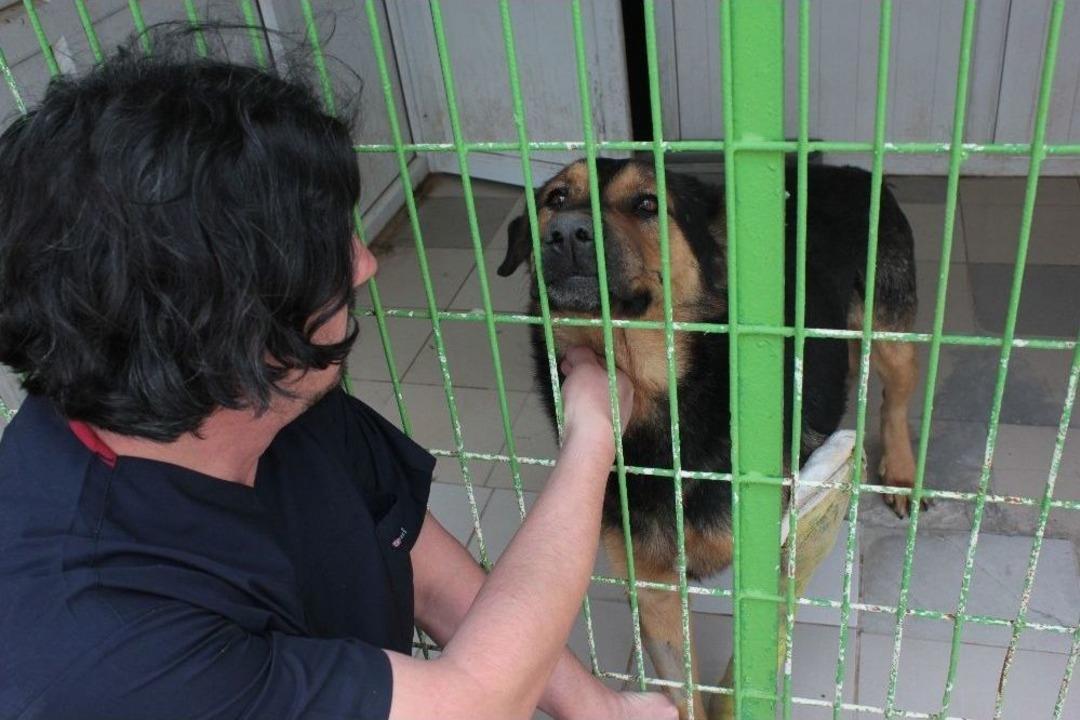 Eskişehir&rsquo;de K&ouml;peğe Pompalı T&uuml;fekle Ateş