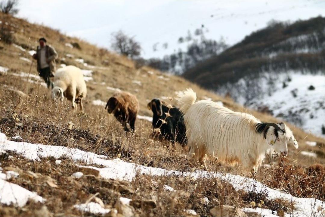 Besiciler Karlı Dağlarda Hayvanlarını Besliyor