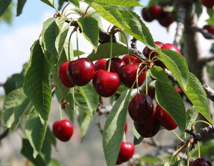 Bir Dalda İki Kiraz ’biri Al Biri Beyaz’ G1