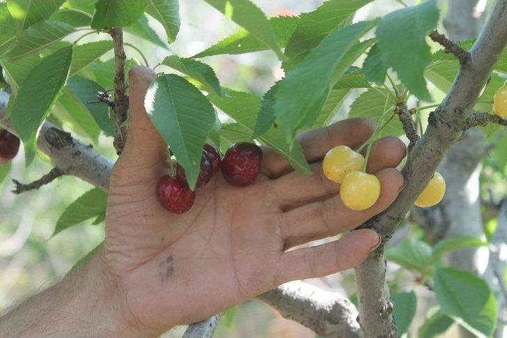 Bir Dalda İki Kiraz ’biri Al Biri Beyaz’ G5