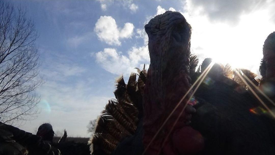 (&ouml;zel) Hindinin Tanesi 120 Lira