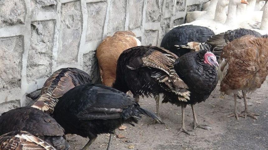 Kars&rsquo;ta, Yılbaşı Hindileri G&ouml;r&uuml;c&uuml;ye &Ccedil;ıktı