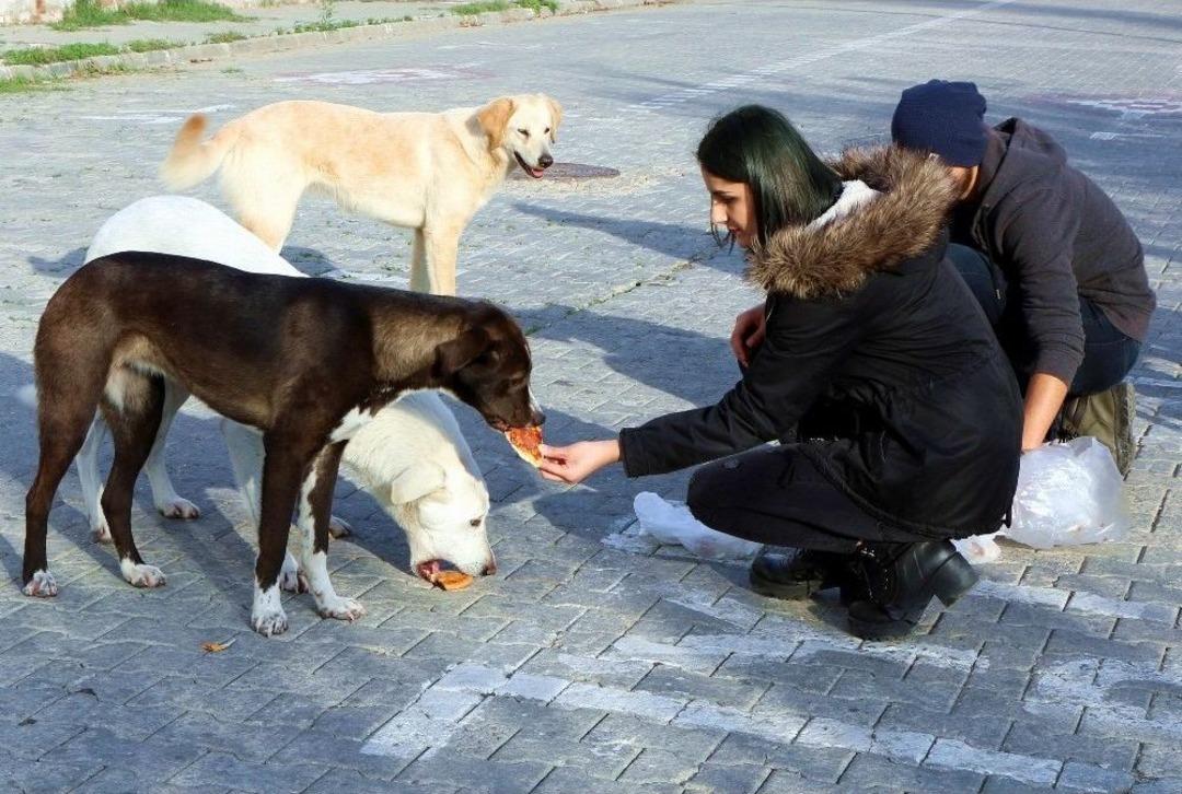 Sokak Hayvanları İ&ccedil;in &Ouml;rnek Proje