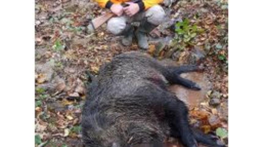 Avcılar Domuzlara Ge&ccedil;it Vermiyor