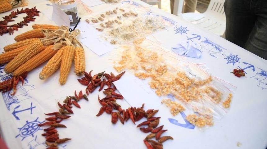 Yüz Binlerce Yerel Tohum Nilüfer’de Takas Edilecek