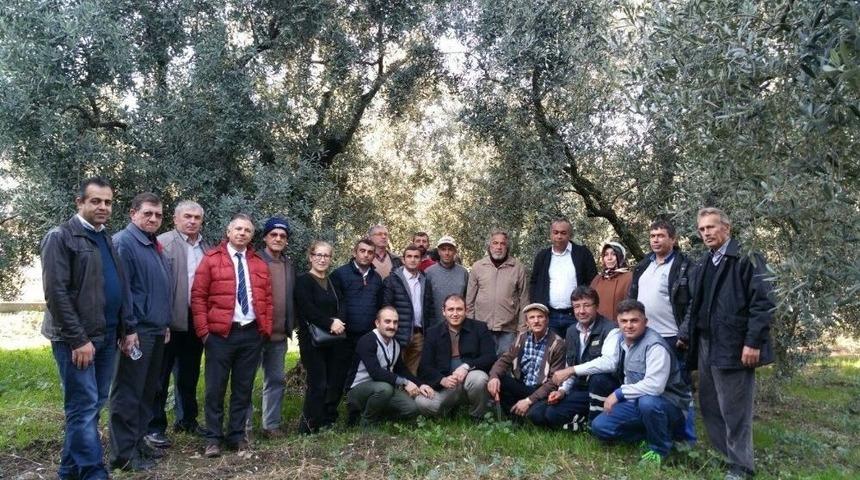 Zeytincilere Budama Eğitimi