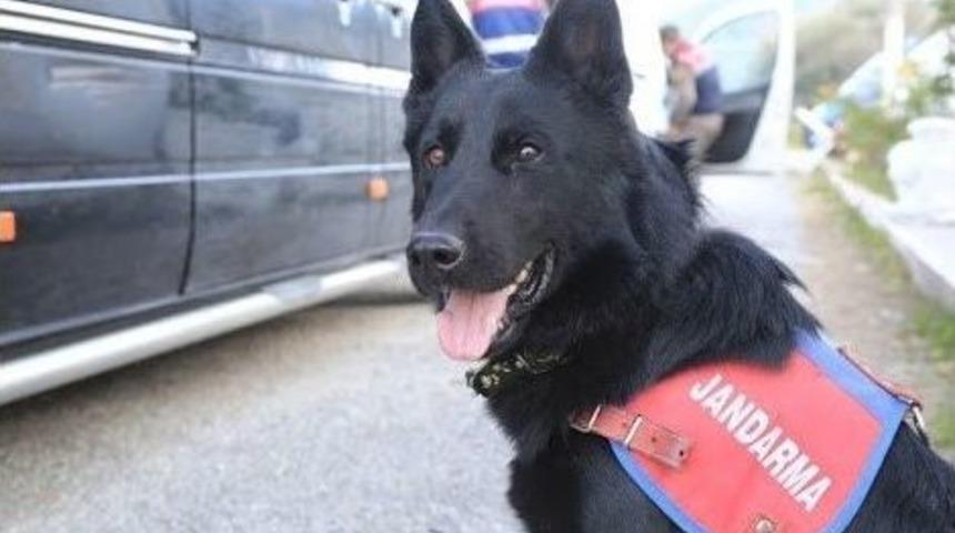Uyuşturucu Tacirleri "engel"e Takıldı