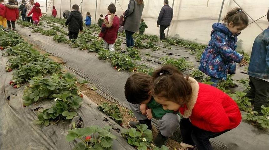 Anaokulu Öğrencileri Çilek Fidesi Dikti