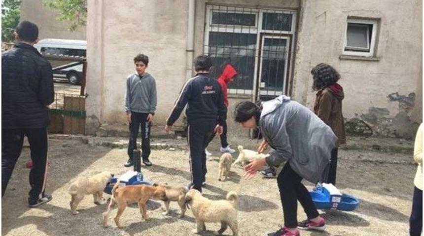 Batman&rsquo;da &Ouml;ğrencilerin Sahipsiz Hayvanlara İlgisi Artıyor