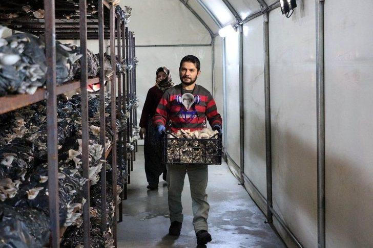 Devletten Aldığı Destekle Kurduğu Tesiste Ayda 1 Ton Mantar Üretiyor G1