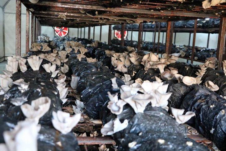 Devletten Aldığı Destekle Kurduğu Tesiste Ayda 1 Ton Mantar Üretiyor G2