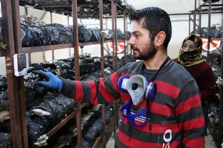 Devletten Aldığı Destekle Kurduğu Tesiste Ayda 1 Ton Mantar Üretiyor G3