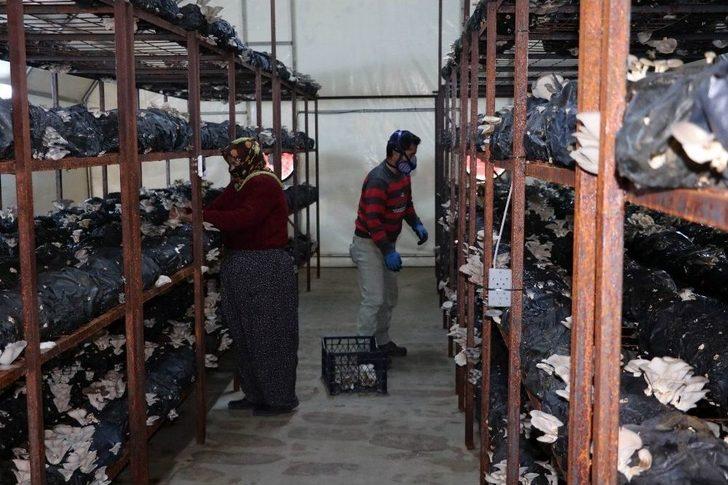 Devletten Aldığı Destekle Kurduğu Tesiste Ayda 1 Ton Mantar Üretiyor G4