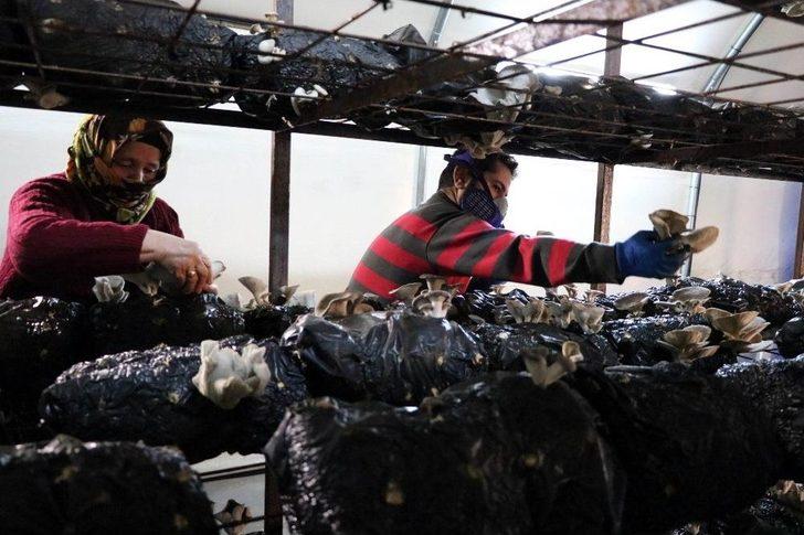 Devletten Aldığı Destekle Kurduğu Tesiste Ayda 1 Ton Mantar Üretiyor G5