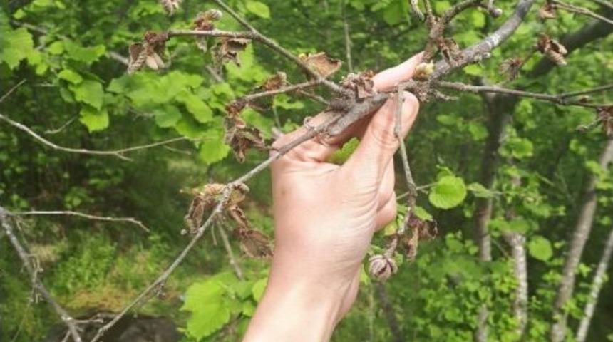 Fındıkta &Ccedil;&ouml;lden Gelen Tehlike