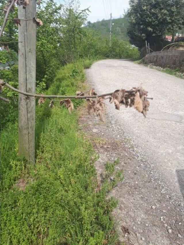 Fındıkta Çölden Gelen Tehlike