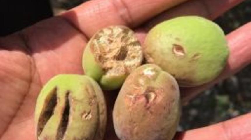 Darende&rsquo;de Kayısıyı Dolu Vurdu