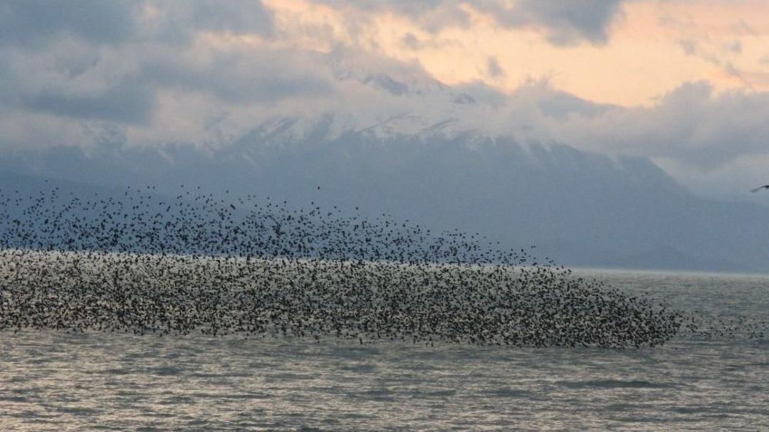 Beyşehir G&ouml;l&uuml; Milli Parkı&rsquo;nda Sığırcık S&uuml;r&uuml;lerinin G&ouml;rsel Ş&ouml;leni