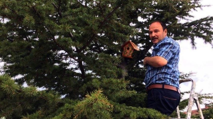 &rsquo;kuşlar &Uuml;ş&uuml;mesin&rsquo; Diye Ağa&ccedil;lara Yuva Koydular