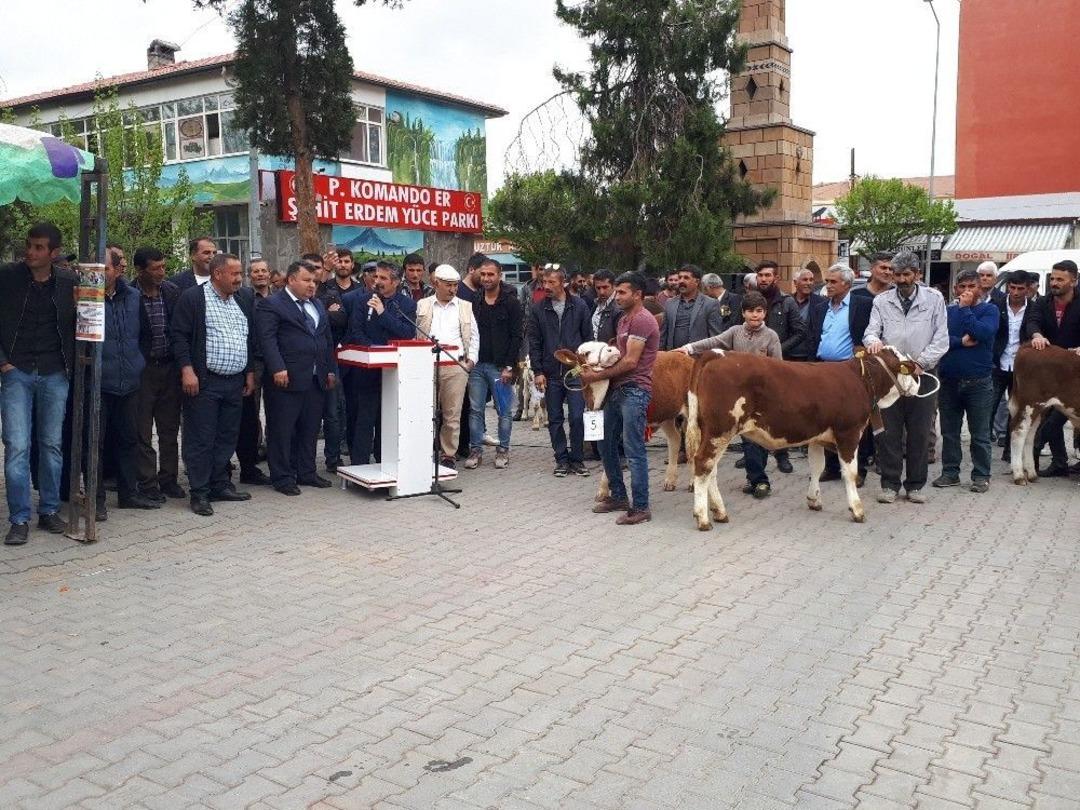 Tuzluca&rsquo;da Buzağı, Kuzu Ve Oğlak G&uuml;zellik Yarışması D&uuml;zenlendi