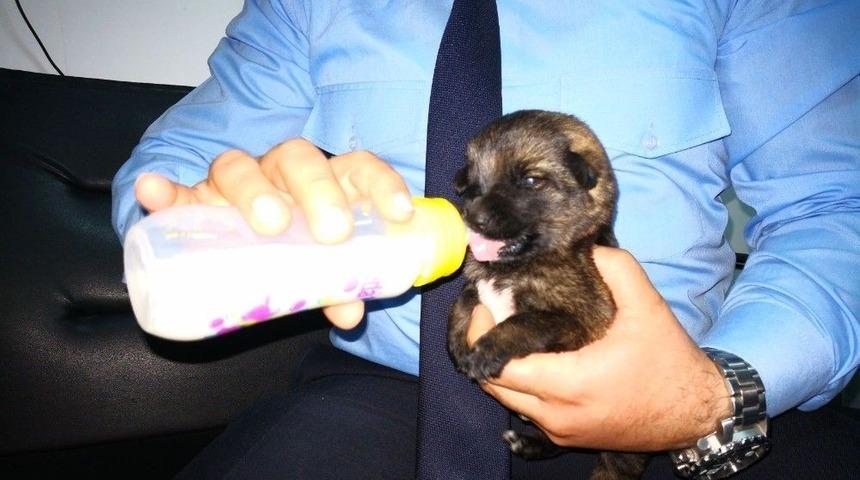 Annesiz Kalan Yavru K&ouml;peklere Zabıta Şefkati