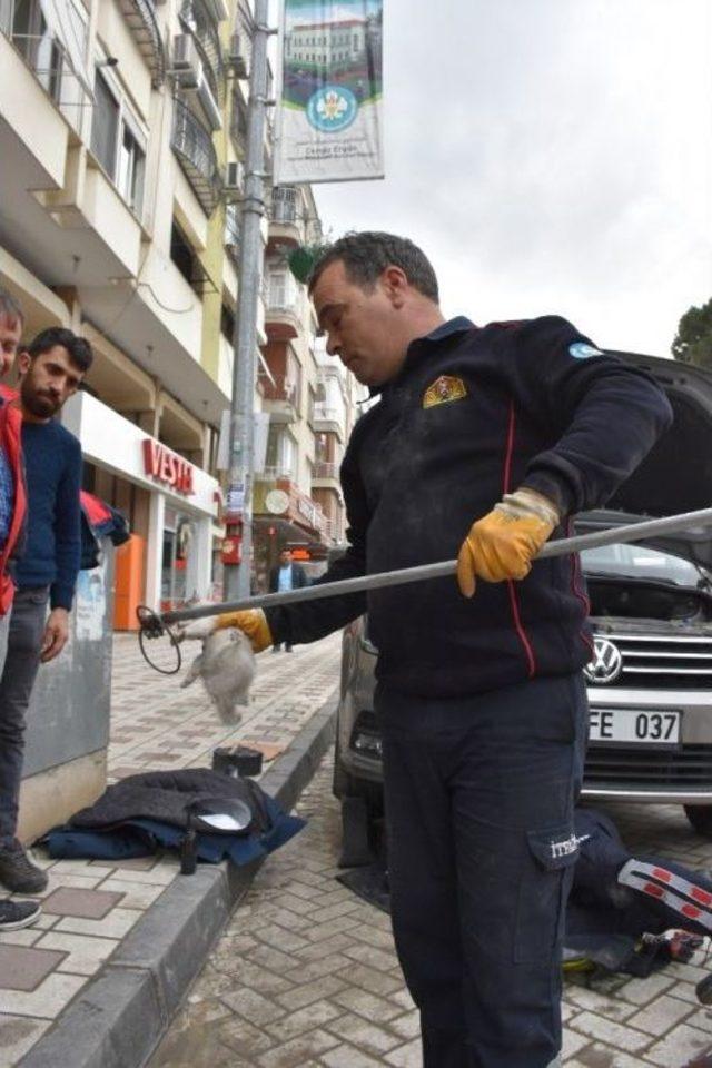 Turgutlu’da Kedi Kurtarma Operasyonu