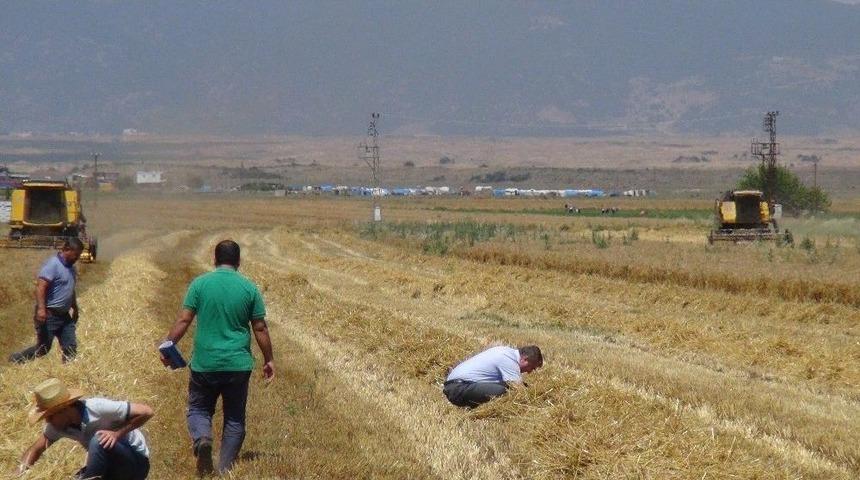 Bi&ccedil;erd&ouml;verlerde Dane Kontrol&uuml; Yapıldı