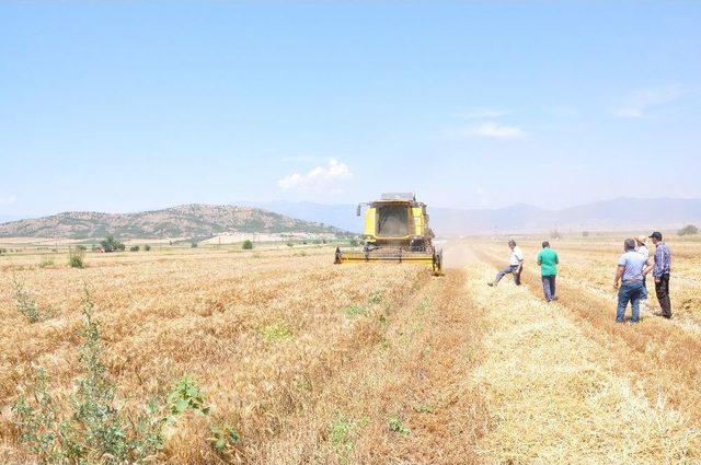 Biçerdöverlerde Dane Kontrolü Yapıldı