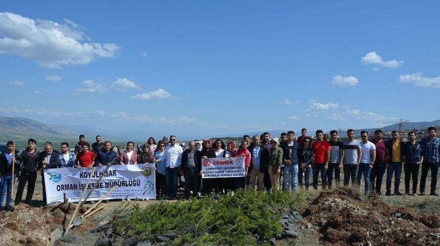 Suşehri&rsquo;nde &Uuml;niversite &Ouml;ğrencileri Fidan Dikti